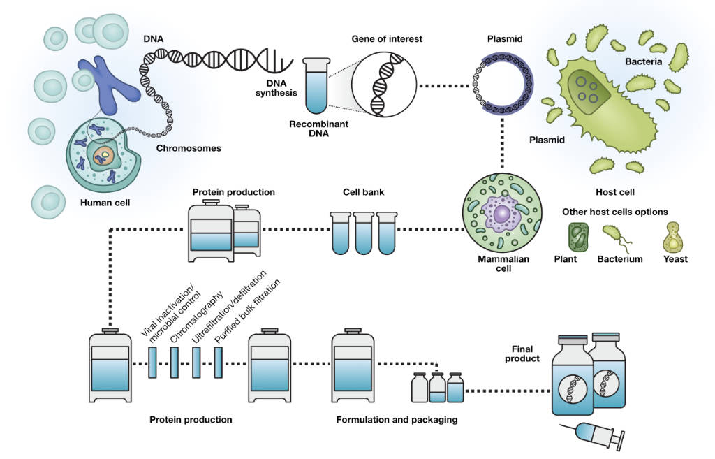 met-dna-bacteria-plasmid-infographic